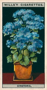 Blomsterkultur i potter: Stjernecineraria (chromolitho) av English School