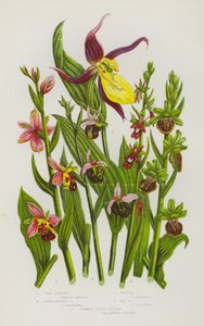 Blomstrende planter i Storbritannia: Bie-Ophrys, Sen-edderkopp-Ophrys, Edderkopp-Ophrys, Flue-Ophrys, Marihøne (fargelitografi) av English School