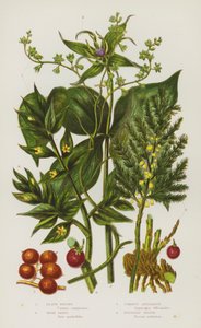 Blomstrende planter i Storbritannia: Black Briony, Herb Paris, Common Asparges, Butchers Broom (farge litho) av English School