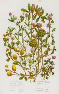 Blomstrende planter fra Storbritannia: Boccones Trefoil, Grov, Stiv Trefoil, Glatt, Rundhodet Trefoil, Kvelt Trefoil, Oppreist, Rundhodet Trefoil, Jordbærhodet Trefoil, Omvendt Trefoil, Humletrefoil, Lille, Gul Trefoil  av English School