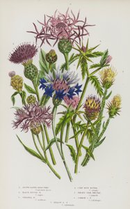 Blomstrende planter fra Storbritannia: Brunstråle-knapgress, svart skiveformet knapgress, større knapgress, blåmais, jerseystjernetistel, vanlig stjernetistel, gul stjernetistel (fargelitografi) av English School