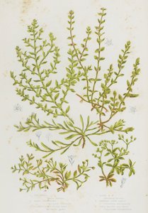 Blomstrende planter i Storbritannia: hønsefrukt, sandreimurt, glatt ruptururt, hårete ruptururt, slynget knutegress, firebladede alle frø (farge litho) av English School