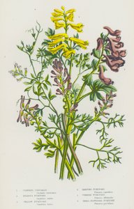 Blomstrende planter i Storbritannia: Klatrende korydalis, løkformet fumitory, gul fumitory, rampende fumitory, vanlig fumitory, småblomstret fumitory (fargelitografi) av English School