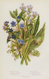 Blomstrende planter i Storbritannia: Vanlig alkanet, eviggrønn alkanet, liten insekt, vanlig vallørk, knollbær (farge litho) av English School
