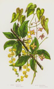 Blomstrende planter i Storbritannia: Vanlig berberis, alpin barbær (farge litho) av English School