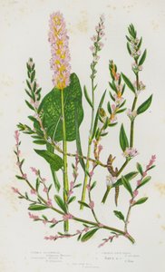 Blomstrende planter i Storbritannia: Vanlig bokhvete, vivipare alpin bokhvete, vanlig knutegress, stråleknutegress, strandknutegress (fargelitografi) av English School