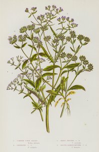 Blomstrende planter i Storbritannia: Vanlig maissalat, karinert maissalat, skarpfrukt maissalat, glatt, smalfrukt maissalat (farge litho) av English School