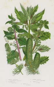 Blomstrende planter i Storbritannia: Vanlig hornwort, ubevæpnet hornwort, romersk nesle, liten nesle, stor nesle (farge litho) av English School
