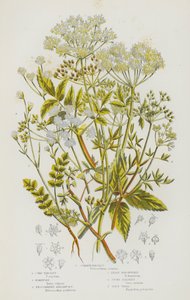 Blomstrende planter fra Storbritannia: Vanlig persille, maispersille, honningurt, liggende sumpurt, minste sumpurt, steinpersille, giktgress (fargelitografi) av English School
