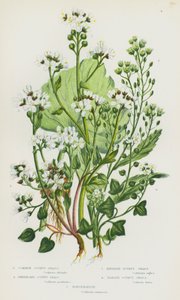 Blomstrende planter i Storbritannia: Vanlig skjørbuk, grønlandsk skjørbuk, engelsk skjørbuk, dansk skjørbuk, pepperrot (litho-farge) av English School