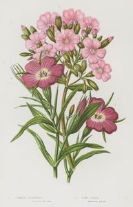 Blomstrende planter i Storbritannia: Vanlig såperurt, maiskjell (fargelitografi) av English School