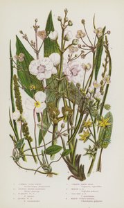 Blomstrende planter i Storbritannia: Vanlig stjernefrukt, større vannplantain, flytende vannplantain, mindre vannplantain, vanlig pilhode, myrpilhode, sjøsidepilhode, marshscheuchzeria (farge litho) av English School