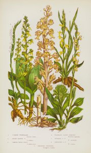 Blomstrende planter i Storbritannia: Vanlige Twayblade, Heart-Leaved Twayblade, Common Birds-Nest, Duftende Lady's Tresses, Summer Lady's Tresses, Drooping Lady's Tresses, Creeping Goodyera (farge litho) av English School