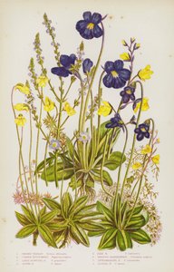Blomstrende planter i Storbritannia: Vervain, vanlig smørurt, storblomstret smørurt, alpin smørurt, blek smørurt, stor blæreurt, mellomblæreurt, mindre blæreurt (fargelitografi) av English School
