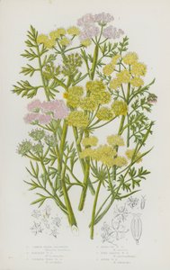 Blomstrende planter i Storbritannia: Vanlig vanndråpe, persille-vanndråpe, svovel-vanndråpe, hemlock-vanndråpe, finbladet vanndråpe, elve-vanndråpe (fargelitografi) av English School