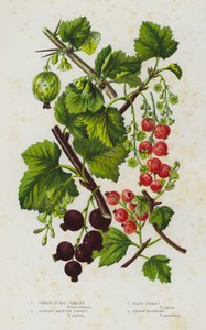 Blühende Pflanzen Großbritanniens: Gemeine oder Rote Johannisbeere, Geschmacklose Berg-Johannisbeere, Schwarze Johannisbeere, Gemeine Stachelbeere