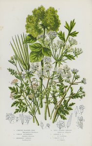 Blomstrende planter fra Storbritannia: Cornish Bladder-Seed, Common Alexander, Shepherd#39;s Needle, Vill nebbpersille, Hagenebbpersille, Vanlig nebbpersille (fargelitografi) av English School