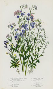 Blomstrende planter i Storbritannia: Krypende vannskorpiongress, krypende vannskorpiongress eller forglemmegei-ei, tuftet vannskorpiongress, klippeskorpiongress, oppreist skogskorpiongress, åkerskorpiongress, tidlig åkerskorpiongress, gul og B  av English School