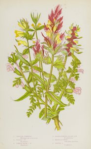 Blomstrende planter fra Storbritannia: Toppkuhvete, lilla kuhvete, vanlig gul kuhvete, mindre blomstergul kuhvete, sumplosus, beiteplosus (fargelitografi) av English School