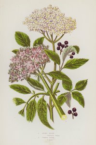 Blomstrende planter i Storbritannia: Dverg eldste, vanlig eldste (farge litho) av English School