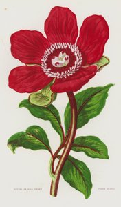 Blomstrende planter i Storbritannia: Helbladet peon (fargelitografi) av English School