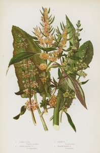 Blomstrende planter i Storbritannia: Fiddle Dock, Broad Leaved Dock, Golden Dock, Yellow Marsh Dock (farge litho) av English School