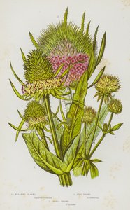 Blomstrende planter i Storbritannia: Fullers Teasel, Wild Teasel, Small Teasel (litho-farge) av English School