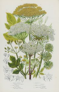 Blomstrende planter i Storbritannia: hagekvel, villkvel, havsvinfennikel, myrsvinfennikel, bredbladsvinfennikel, vill pastinakk (farge litho) av English School