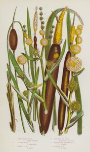 Blomstrende planter i Storbritannia: Stor siv-skvette, mindre siv-skvette, dverg-siv-skvette, forgrenet siv-siv, uforgrenet oppreist siv-siv, flytende siv-siv (fargelitografi) av English School