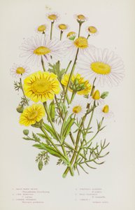 Blomstrende planter i Storbritannia: Great White Ox-Eye, Mais ringblomst, Feverfew, Duftfri Mayweed, Vill Kamille, Vanlig Kamille (farge litho) av English School