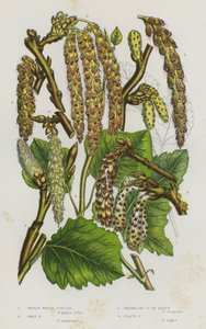 Blomstrende planter i Storbritannia: stor hvit poppel, grå poppel, skjelvende poppel eller osp, svart poppel (farge litho) av English School