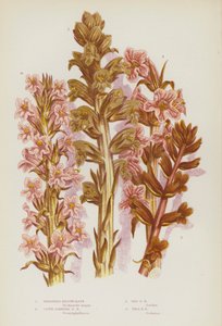 Blomstrende planter i Storbritannia: Stor gyvelraps, nellikduftende gyvelraps, rød gyvelraps, høy gyvelraps (fargelitografi) av English School