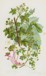 Blomstrende planter i Storbritannia: Greater Maple eller Platan, vanlig lønn, vanlig tresyre, gul liggende tresyre (farge litho) av English School