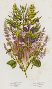 Blomstrende planter fra Storbritannia: Sigøynerurt, engsalvie, vill engelsk salvie, hestemynte, rundmynte, spydmynte (fargelitografi) av English School