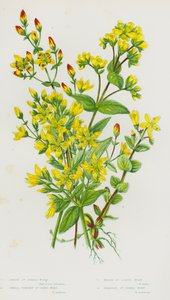 Blomstrende planter i Storbritannia: Hårete johannesurt, liten oppreist johannesurt, marsh johannesurt, skjeggete johannesurt (farge litho) av English School