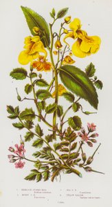 Blomstrende planter i Storbritannia: Hemlock Storks Bill, Musky Storks Bill, Sea Storks Bill, Yellow Balsam (farge litho) av English School