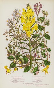 Blomstrende planter i Storbritannia: Eføy-bladet paddelin, rundbladet paddelin, skarpspisset fluellin, krypende blekblå paddelin, gul paddelin, blomster av var, minstepaddelin, oppreist lilla paddelin (fargelitografi) av English School