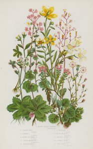 Blomstrende planter i Storbritannia: Nyreformet saxfrage, London Pride, Starry Saxifrage, Alpine Clustered Saxifrage, Purple Mountain Saxifrage, Yellow Marsh Saxifrage, Yellow Mountain Saxifrage, White Meadow Saxifrage, Drooping Bulbous Saxifrage, Alpin av English School