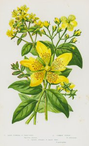 Blomstrende planter i Storbritannia: Storblomstret johannesurt, vanlig tustin, firkantet johannesurt (farge litho) av English School