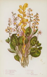 Blomstrende planter i Storbritannia: store blomsterblomster, taggete vintergrønne, rundbladede vintergrønne, middels vintergrønne, mindre vintergrønne, gule fuglereir (farge litho) av English School