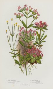 Blomstrende planter i Storbritannia: Least Gentianella, Common Centaury, Dwarf Branched Centaury, Broad Leaved Tufted Centaury, Dwarf Tufted Centaury (farge litho) av English School