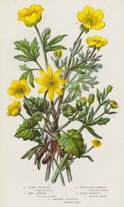 Blomstrende planter i Storbritannia: Svalørret, skogkråkefot, selleribladkråkefot, løksmørblomst, krypende smørblomst (fargelitografi) av English School