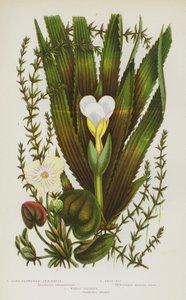 Blomstrende planter i Storbritannia: Langblomstret Anacharis, Froskbitt, Vannsoldat (fargelitografi) av English School