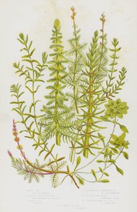 Blomstrende planter i Storbritannia: Mares Tall, Whorled Water Milfoil, Pigged Water Milfoil, Alternativt Flowered Water Milfoil, Water Star-wort, Pedunculated Water Star Wort, Autumnal Water Sort Wort (farge litho) av English School