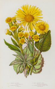 Blomstrende planter i Storbritannia: Marsh Flea Wort, Field Flea Wort, Great Leopard's Bane, Plantain Leaved Leopard's Bane (farge litho) av English School