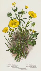 Blomstrende planter i Storbritannia: Engkråkefot, blekhåret smørblomst, kornkråkefot, småblomstret kråkefot, vanlig musehale (fargelitografi) av English School