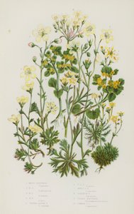 Blomstrende planter i Storbritannia: mosebræk, mosebræk, mosebræk, mosebræk, tuftet alpinbræk, tuftet alpebræk, mosealpebræk, geraniumsaksebræk, gylden saksebræk, vanlig gyllen saksebræk (farge litho) av English School