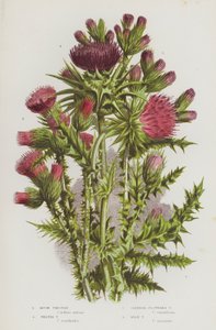 Blomstrende planter fra Storbritannia: Moskustistel, randtistel, slankblomstrende tistel, melketistel (fargelitus) av English School
