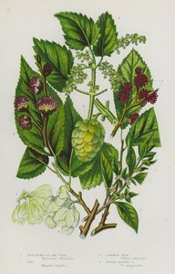 Blomstrende planter i Storbritannia: Pellitory of the Wall, humle, vanlig alm, bredbladalm (fargelitografi) av English School
