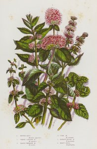 Blomstrende planter i Storbritannia: Peppermynte, Water Capitate Mint, Marsh Whorled Mint, Corn Mint, Narrow Leaved Mint, Penny Royal (farge litho) av English School